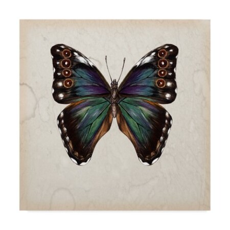 Melissa Wang 'Butterfly Study Iii' Canvas Art,35x35